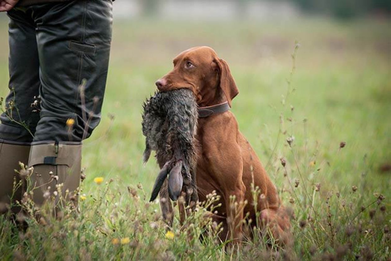 Addestramento cani da caccia
