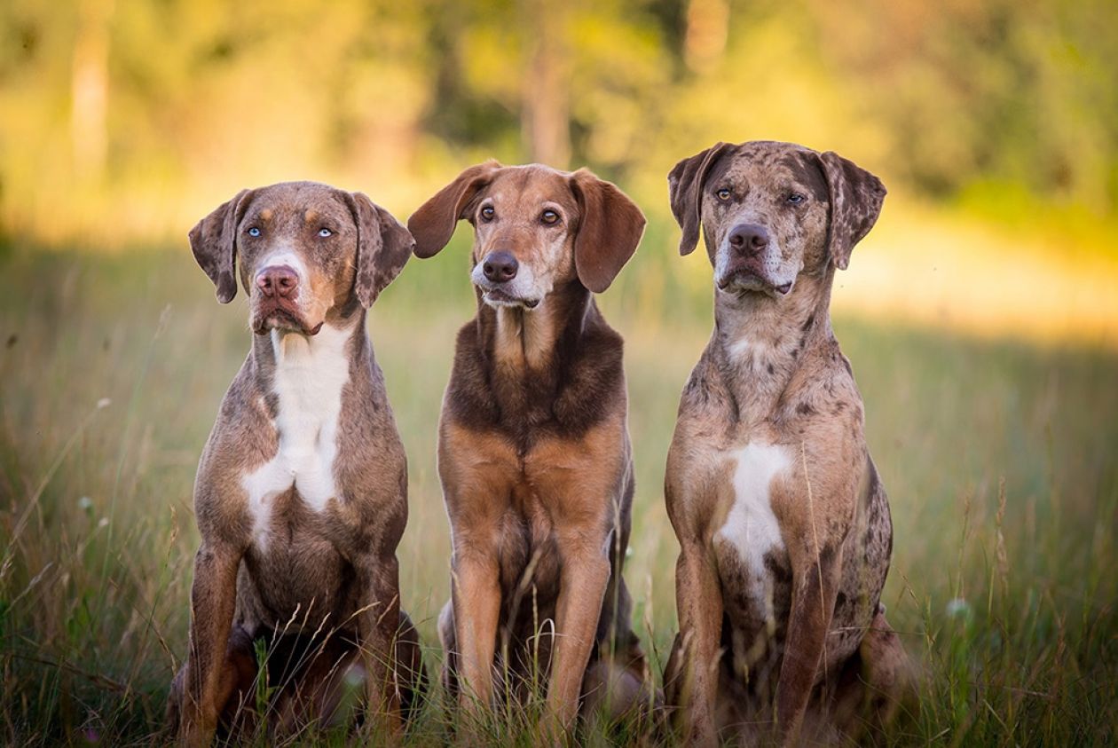 Addestramento cani da caccia