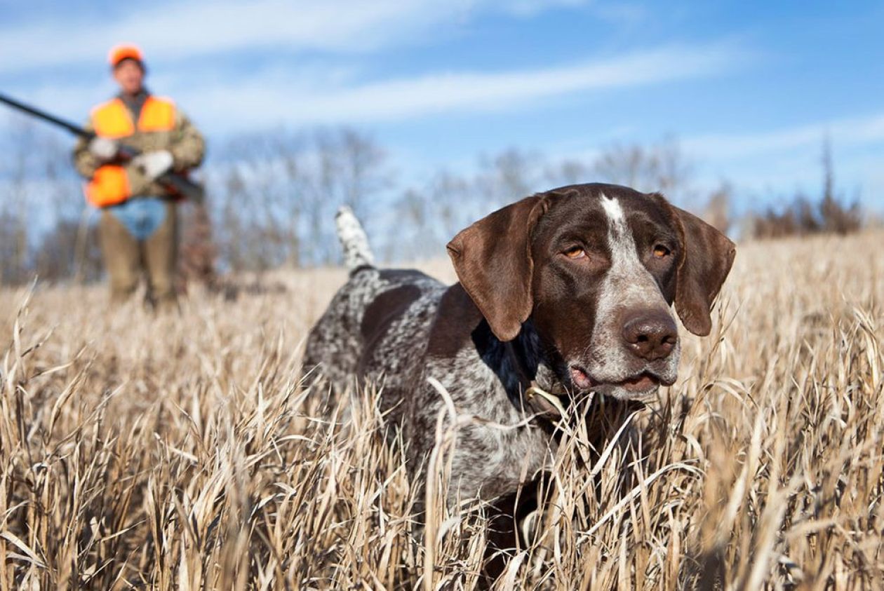 Addestramento cani da caccia