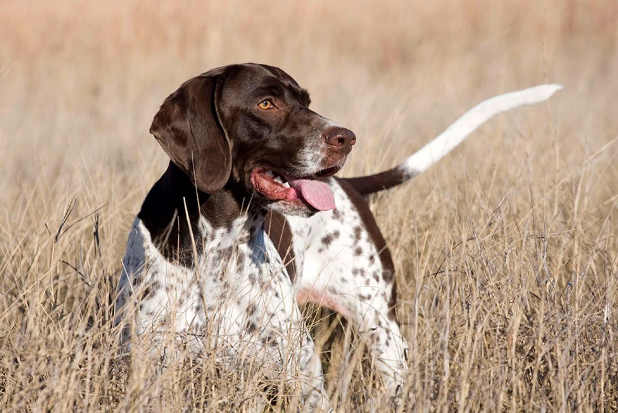 Addestramento cani da caccia